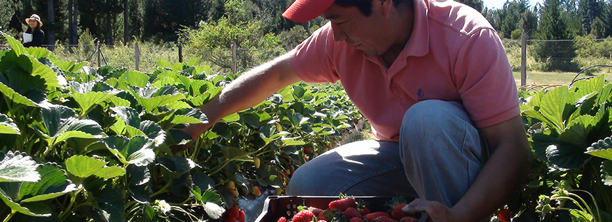 Santa Juana cuenta con los mayores productores de frutillas de la región