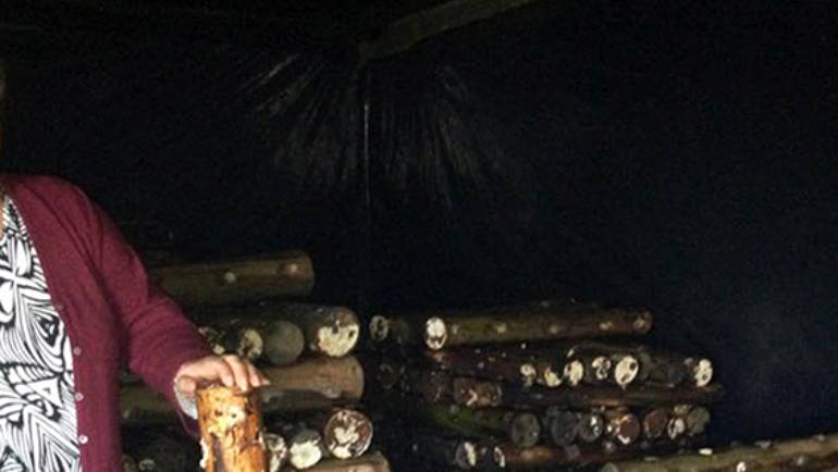 Emprendedora santajuanina se la juega por el cultivo de hongo Shiitake