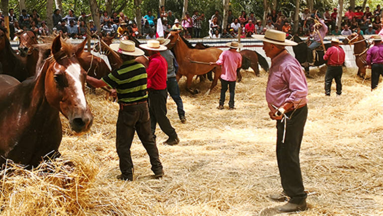 Miles de turistas llegaron a la tradicional Trilla a Yegua Suelta en Santa Juana